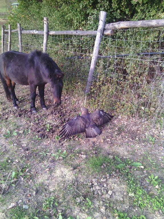 Agriturismo Artisti Del Cavallo Arezzo Dış mekan fotoğraf